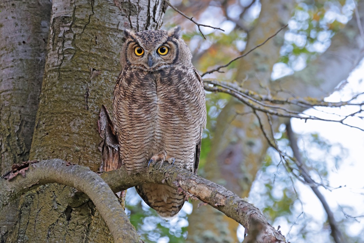 Lesser Horned Owl - ML617250983