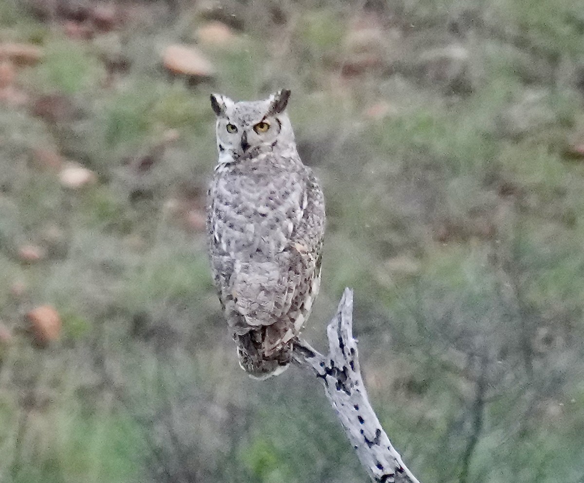 Great Horned Owl - ML617251035