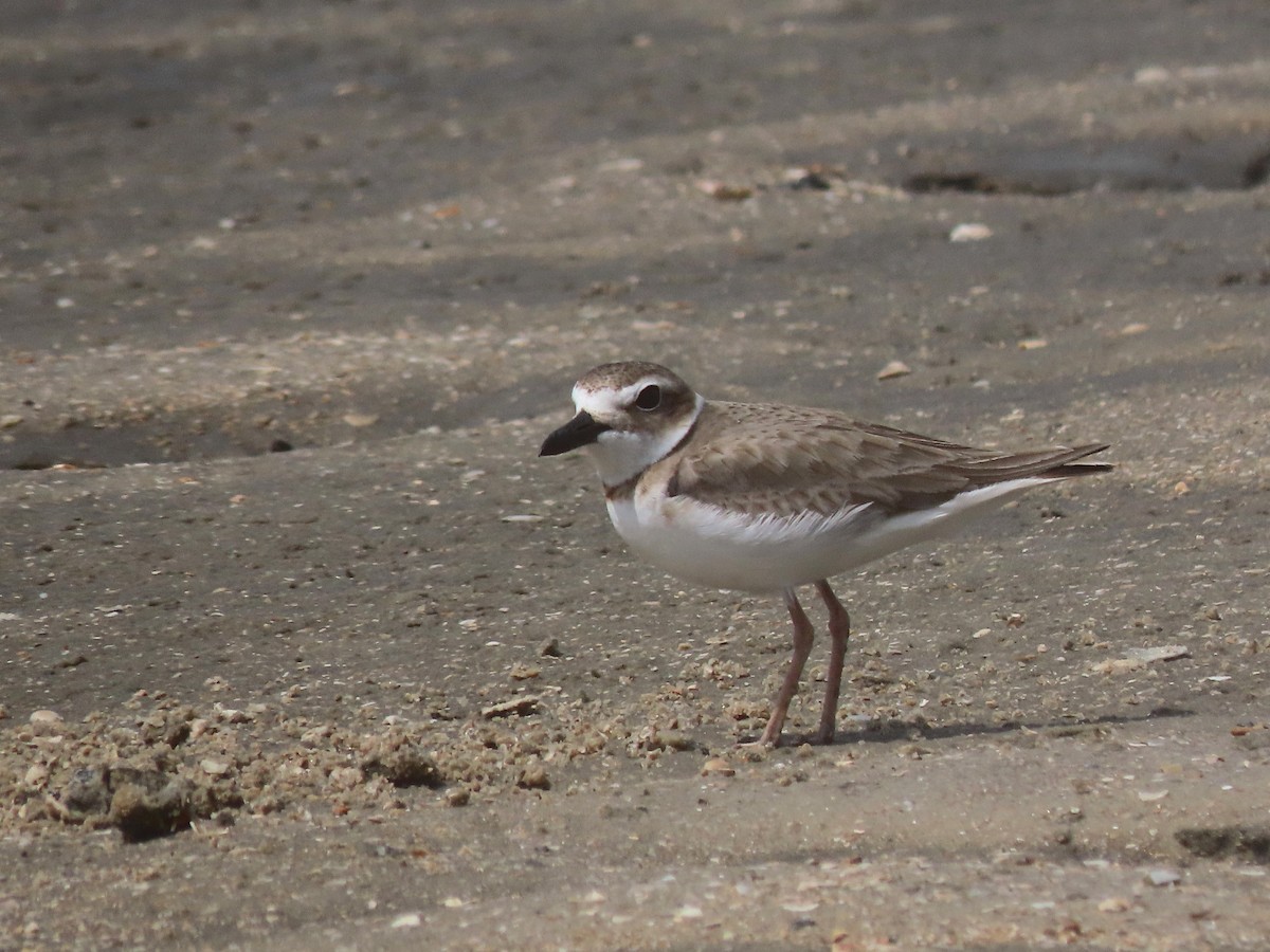 Wilson's Plover - Patricia Lalonde