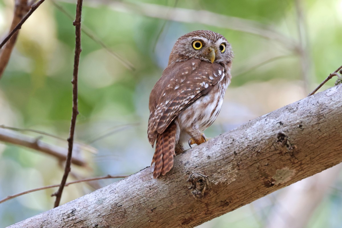 Ferruginous Pygmy-Owl - Nathan Wall