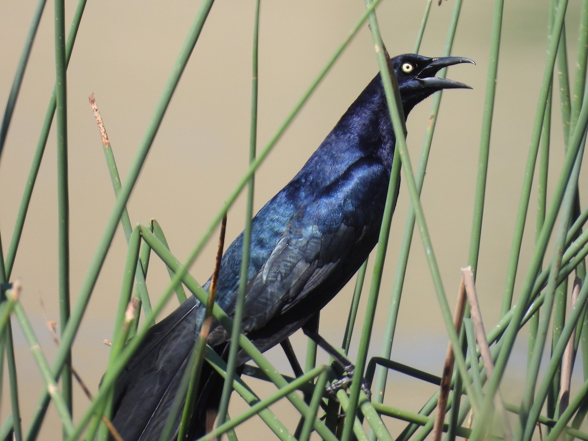 Great-tailed Grackle - ML617251337