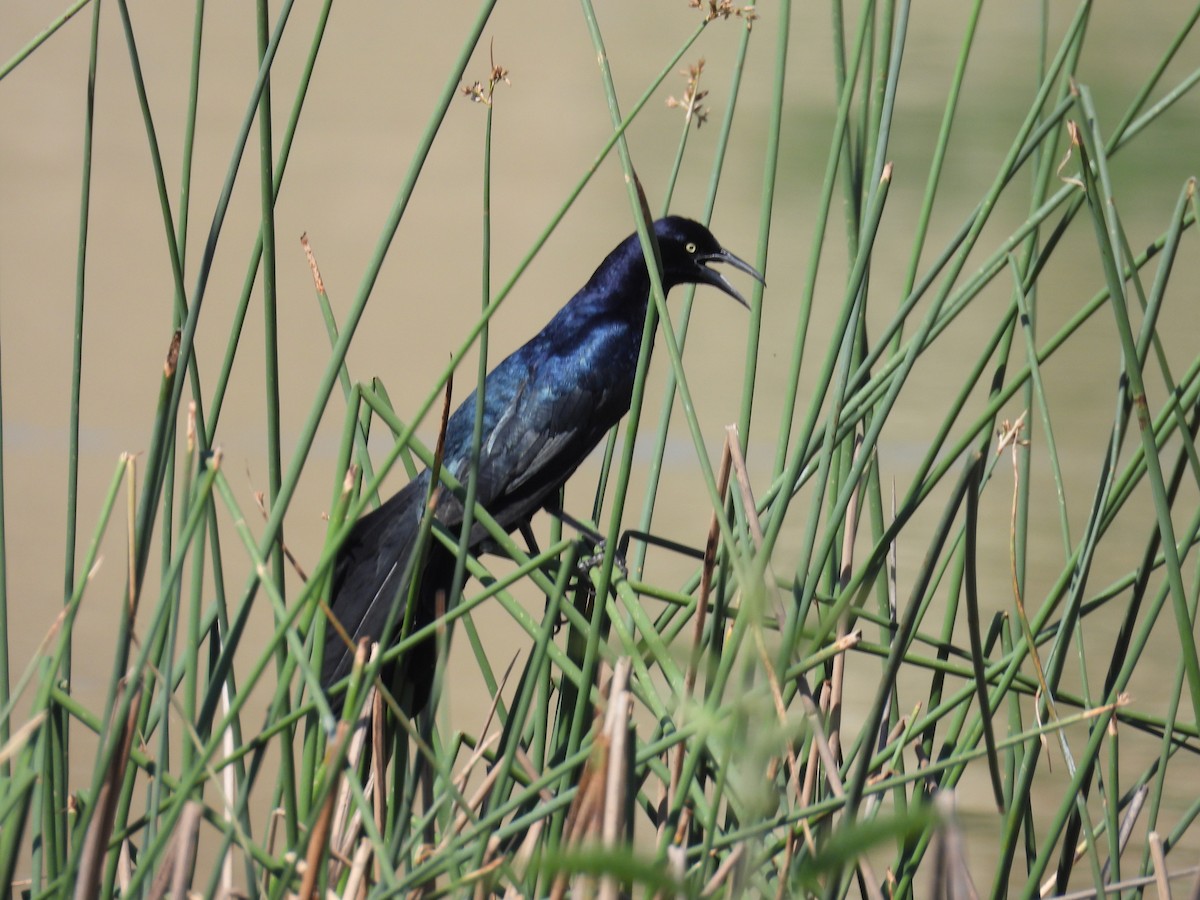 Great-tailed Grackle - ML617251419