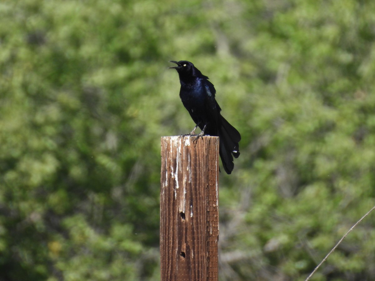Great-tailed Grackle - ML617251470