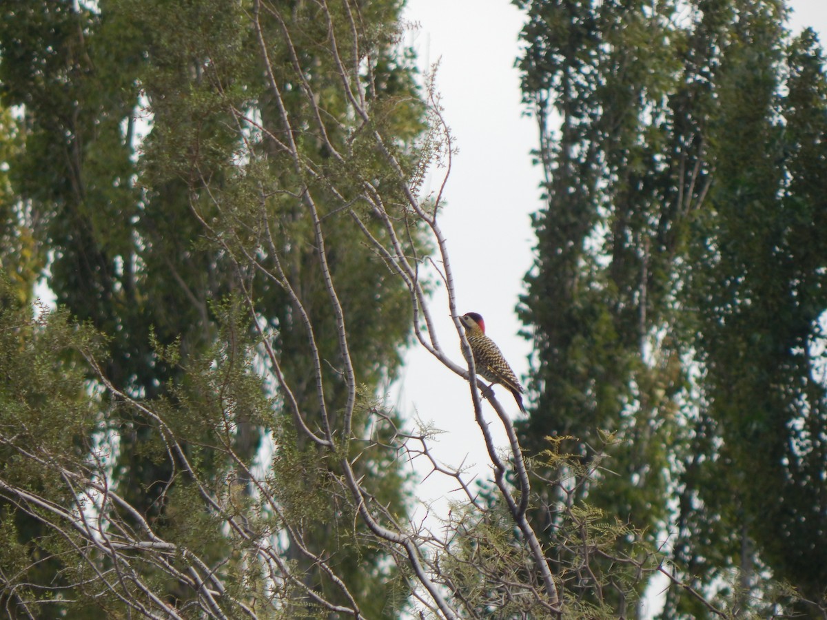 Green-barred Woodpecker - ML617251480
