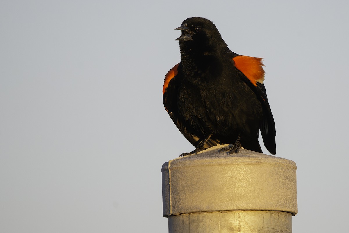 Red-winged Blackbird - Cam Nikkel