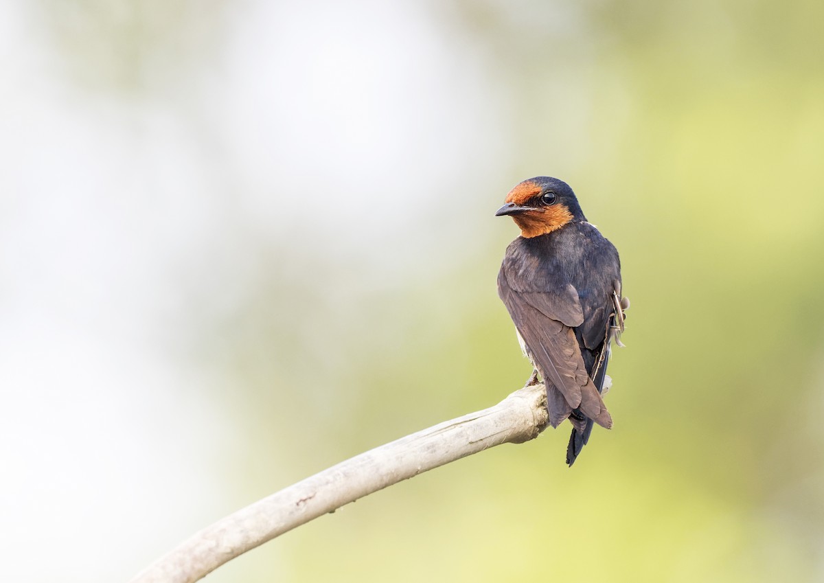 Pacific Swallow - ML617251560