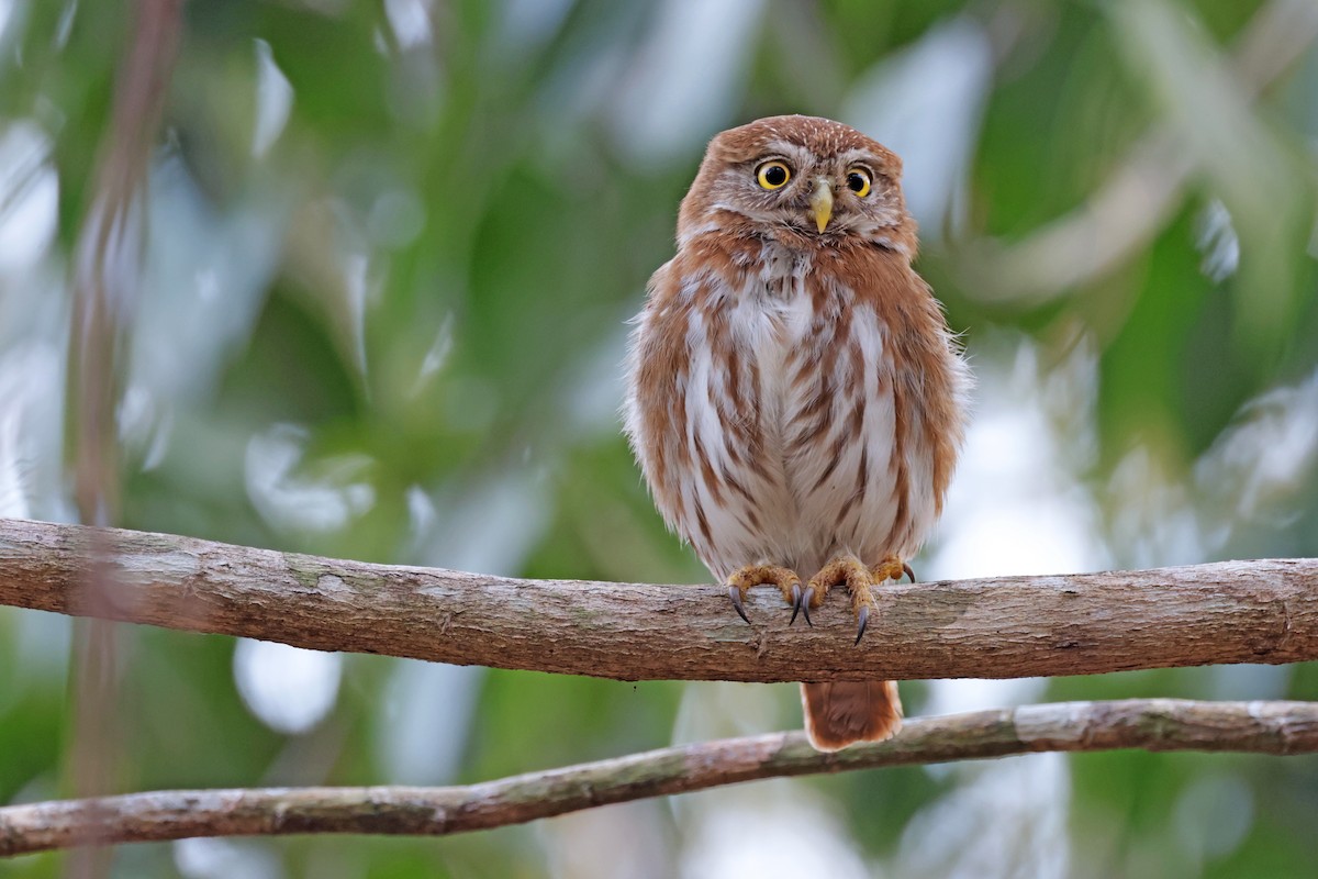 Ferruginous Pygmy-Owl - ML617251608