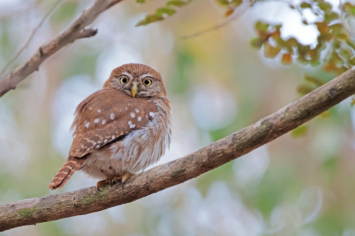 Ferruginous Pygmy-Owl - Nathan Wall