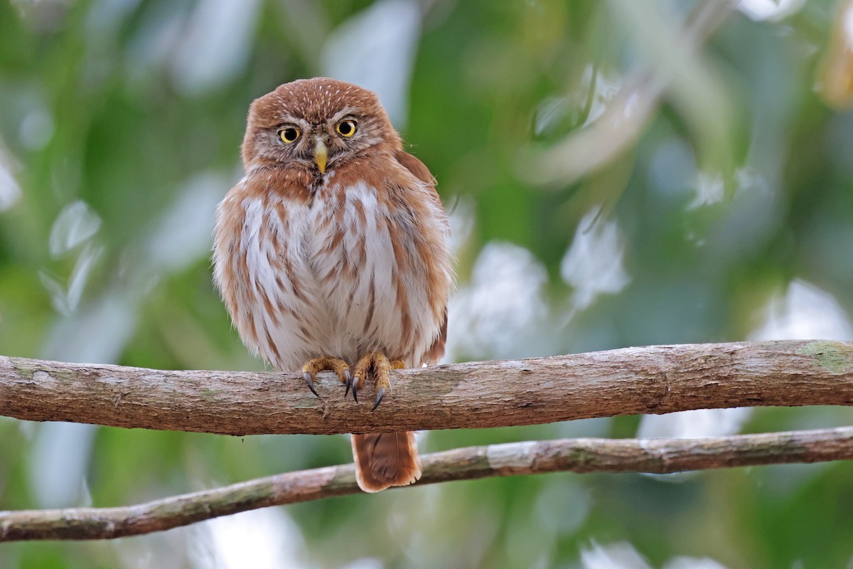 Ferruginous Pygmy-Owl - ML617251629
