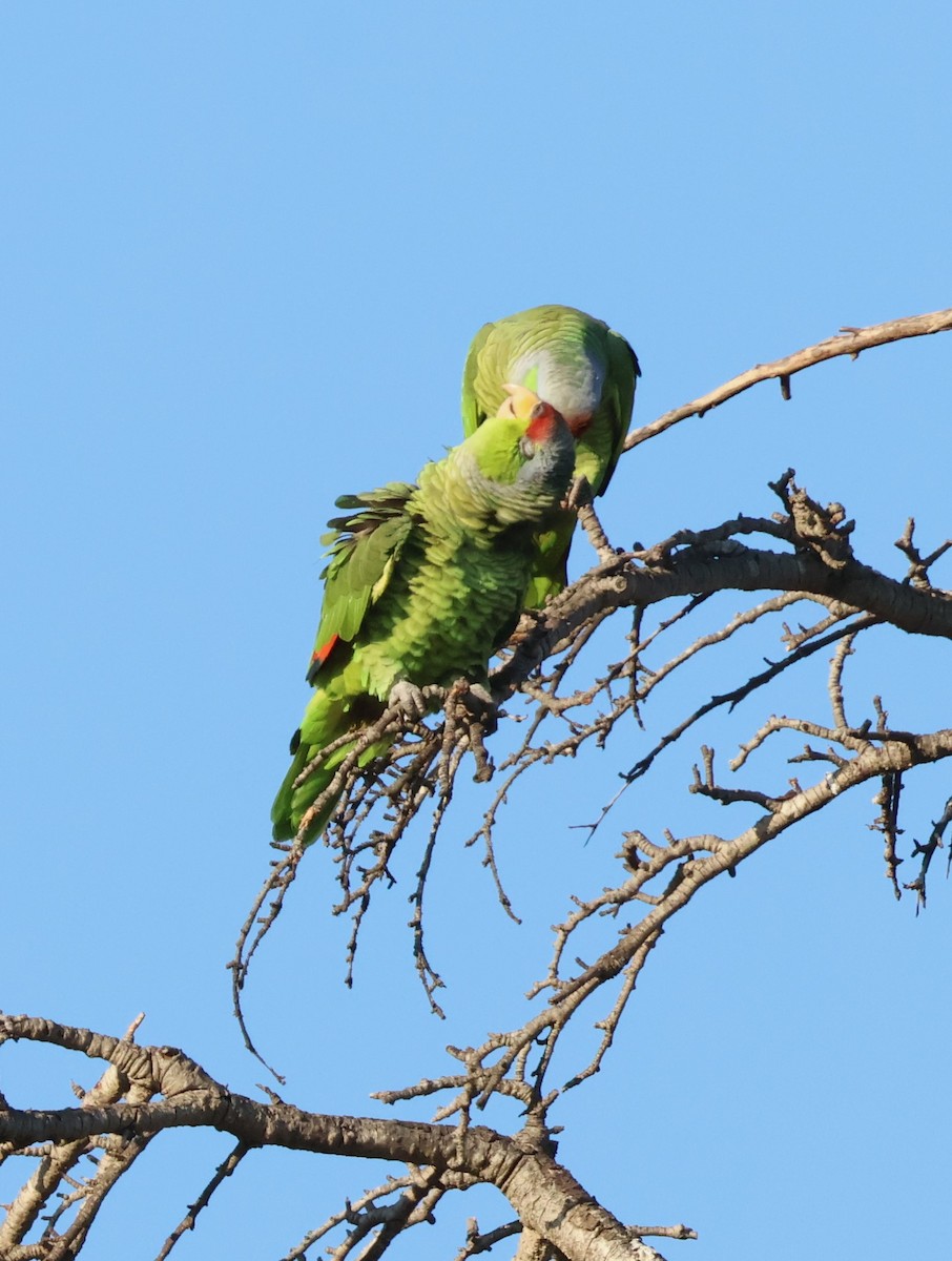 Lilac-crowned Parrot - ML617251636