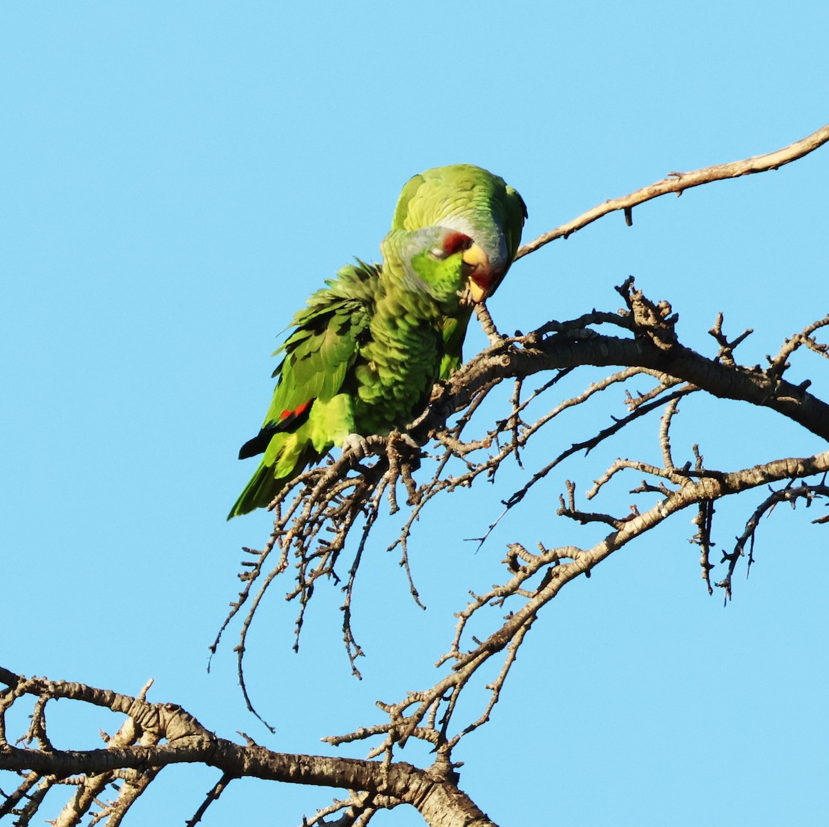 Lilac-crowned Parrot - ML617251637