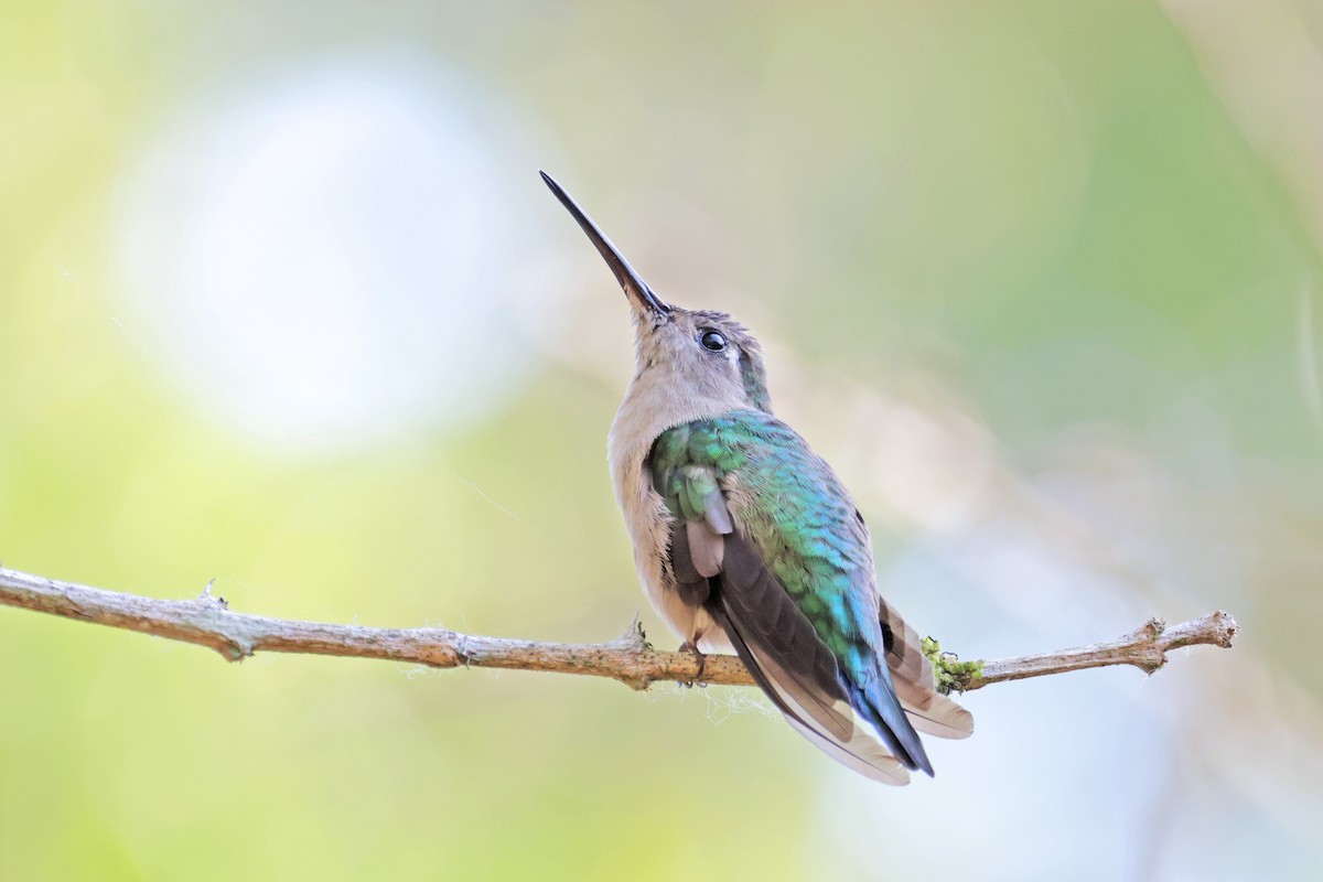kolibřík klínoocasý - ML617251641