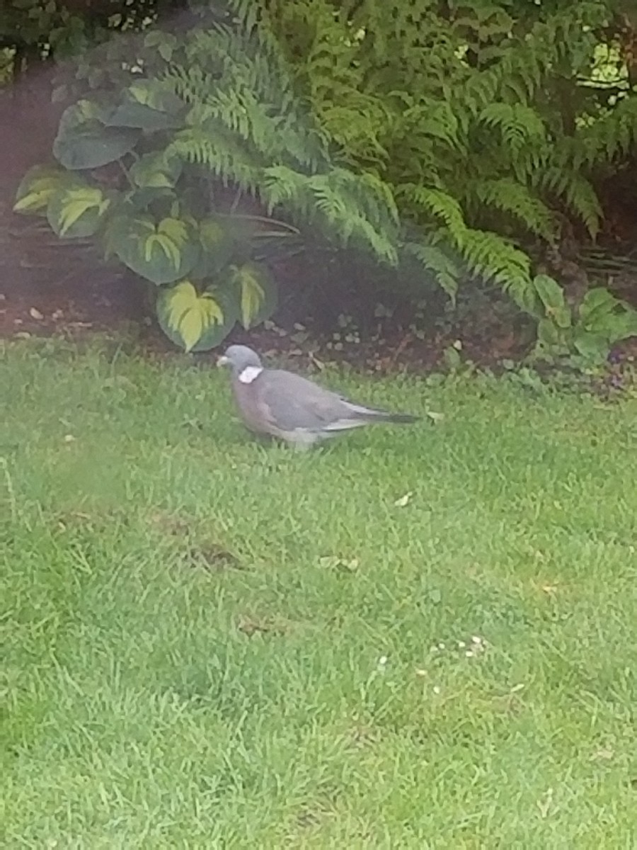 Common Wood-Pigeon - ML617251693