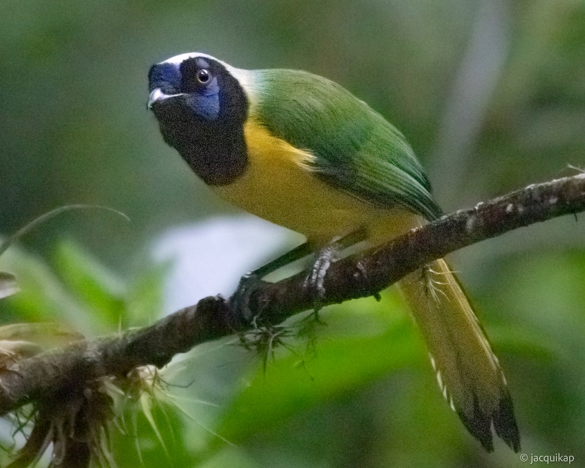 Green Jay (Inca) - Jacqui Kaplan