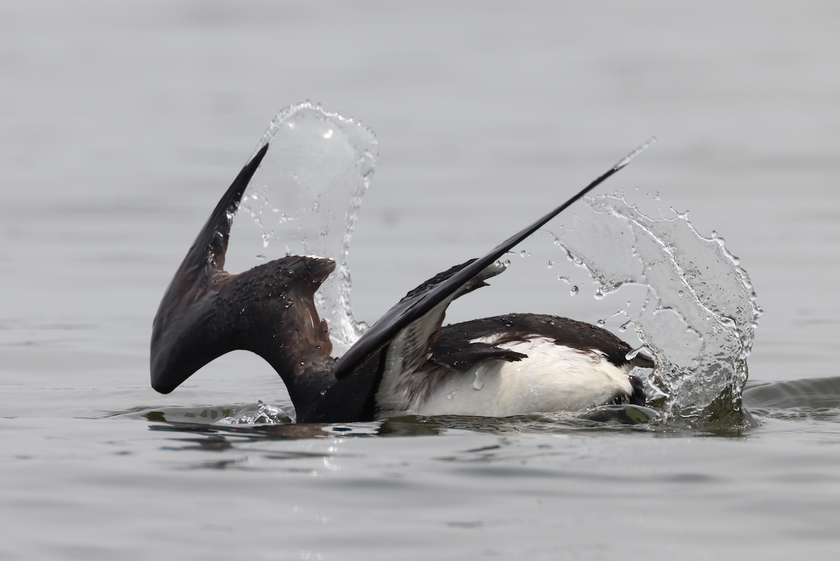 Thick-billed Murre - ML617251796