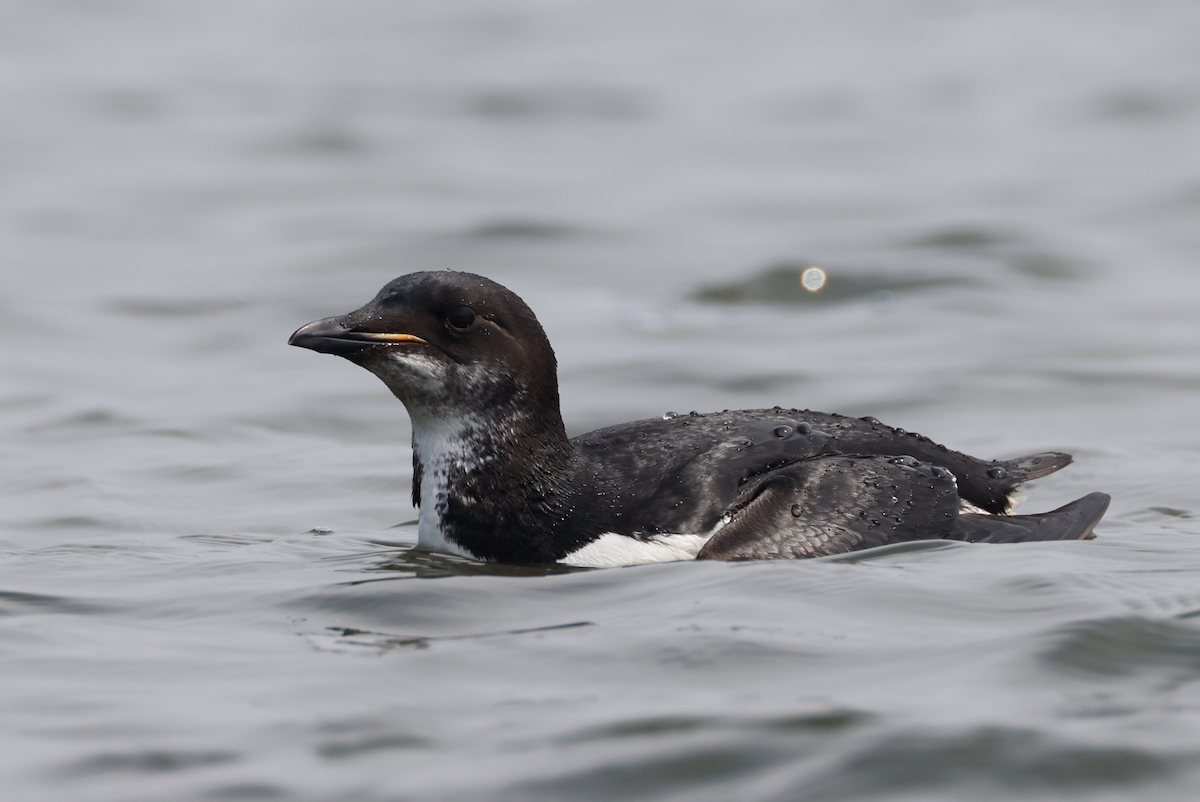 Thick-billed Murre - ML617251800
