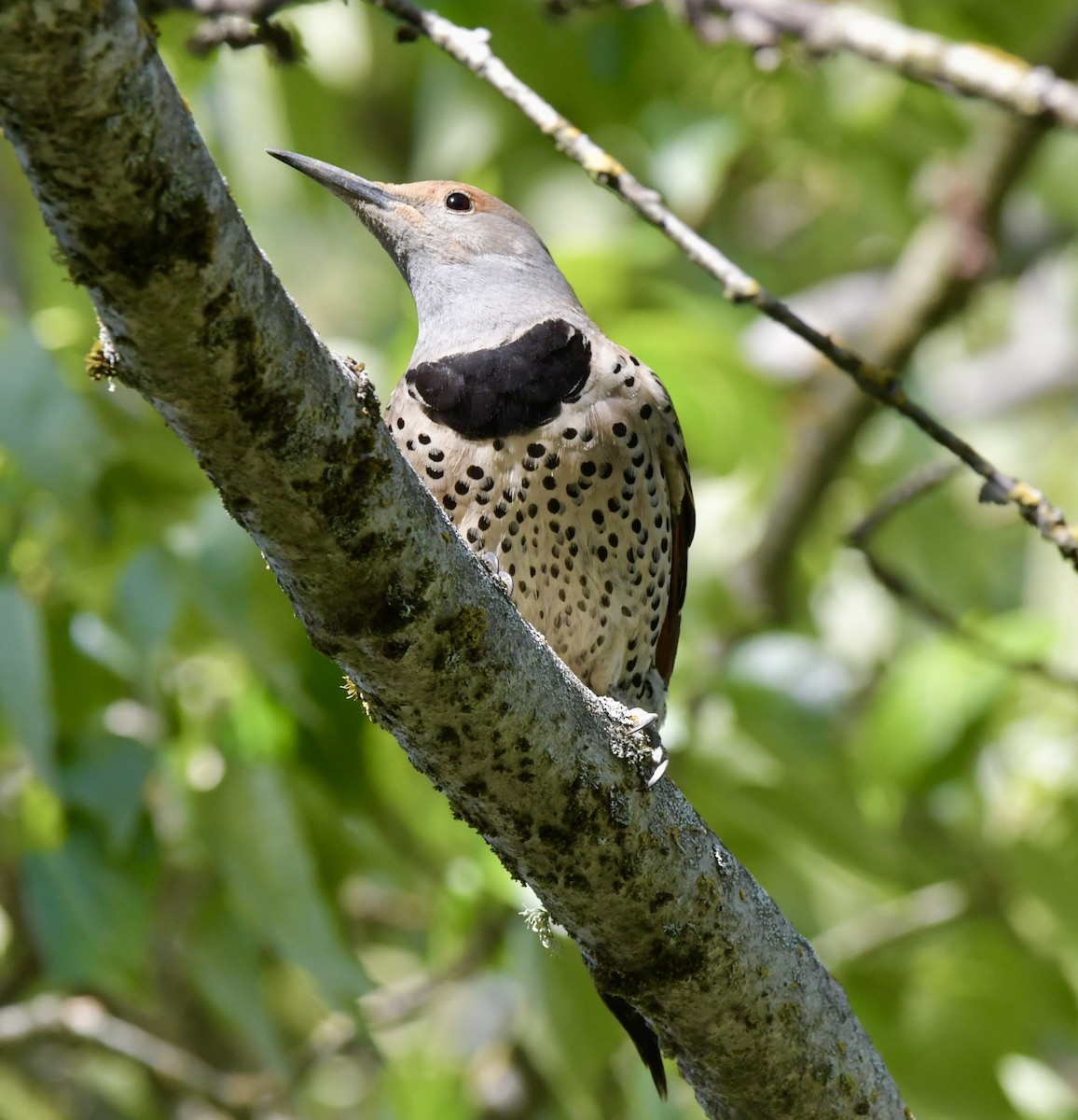 Northern Flicker (Red-shafted) - ML617251858