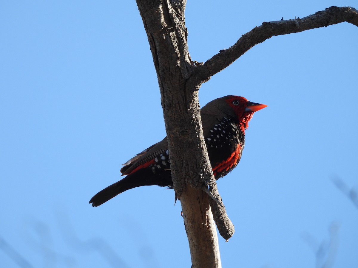 Painted Firetail - ML617251903
