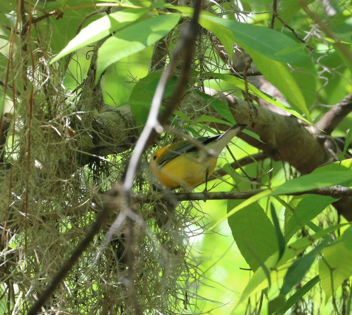 Prothonotary Warbler - ML617251904