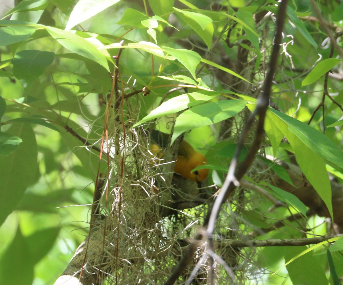 Prothonotary Warbler - ML617251905