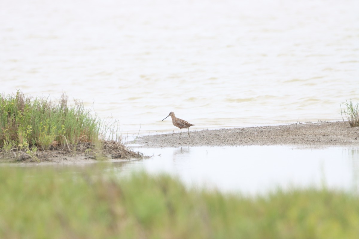 Long-billed Dowitcher - ML617251957