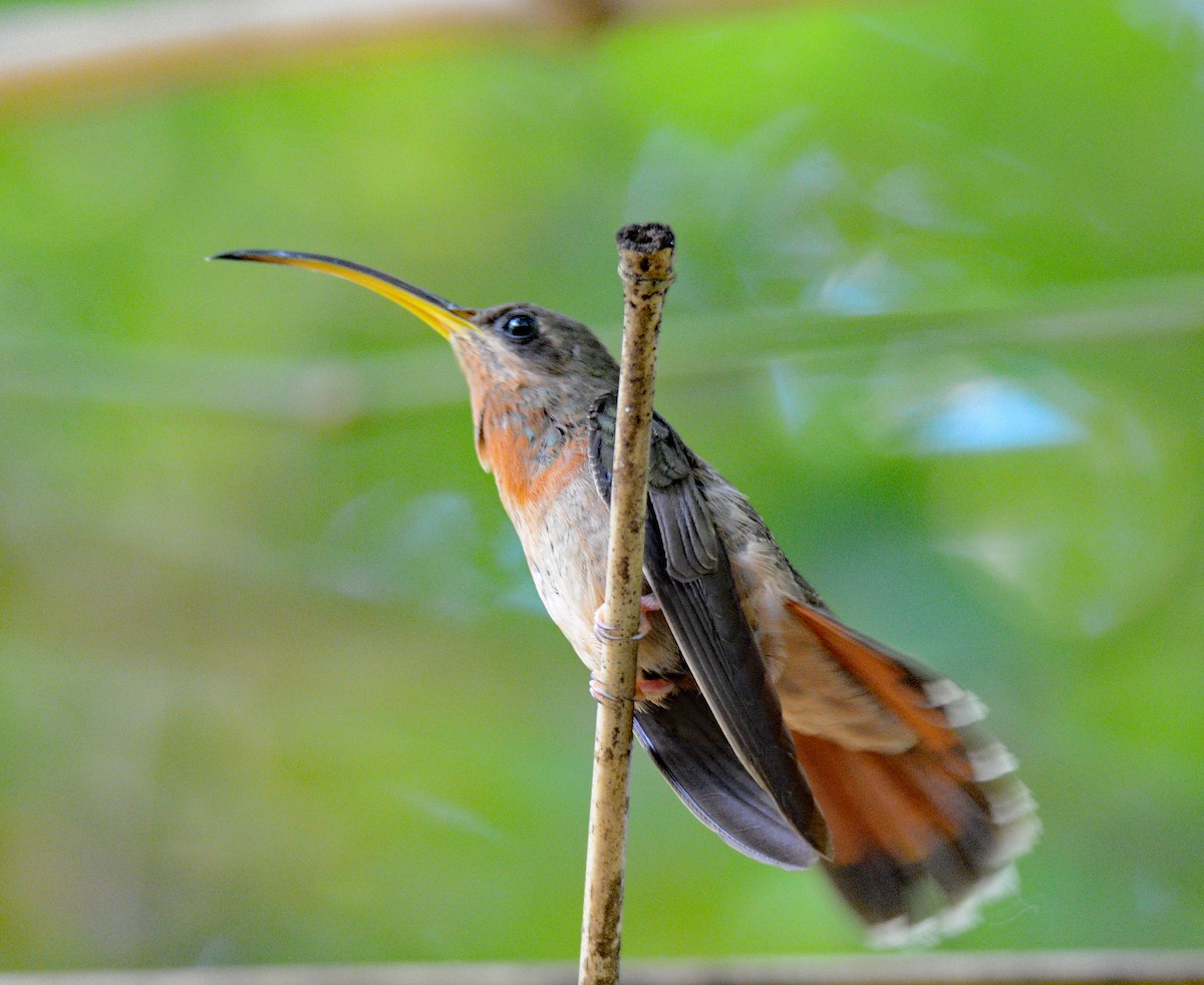 Rufous-breasted Hermit - Michael J Good