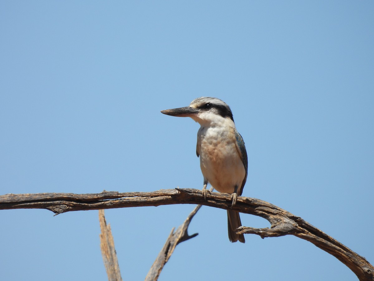 Red-backed Kingfisher - Chanith Wijeratne