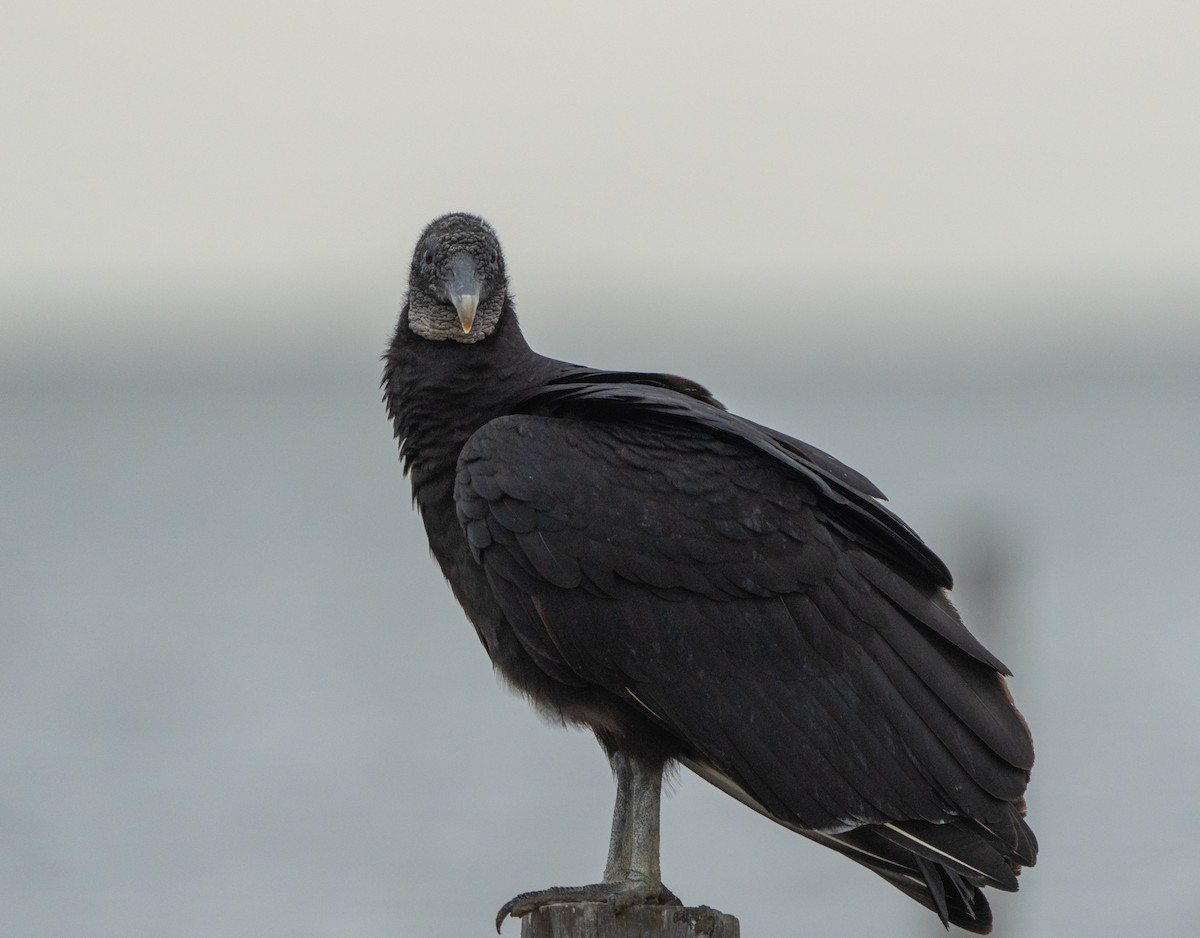 Black Vulture - ML617252055