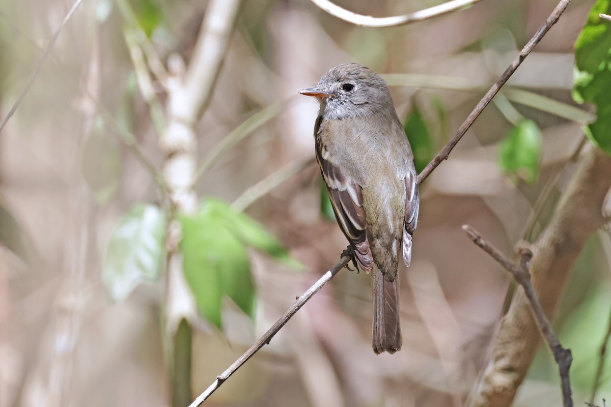 Least Flycatcher - Nathan Wall