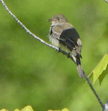 Great Crested Flycatcher - ML617252230