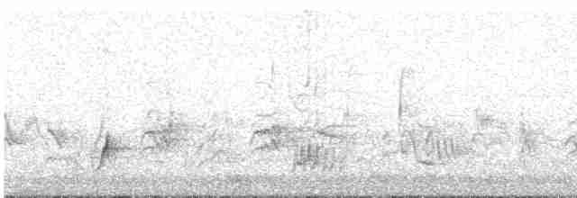 Brown-crested Flycatcher - ML617252301
