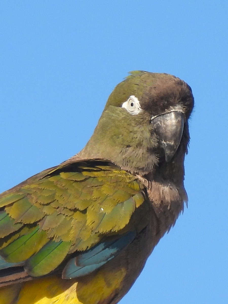 Patagonya Papağanı - ML617252313