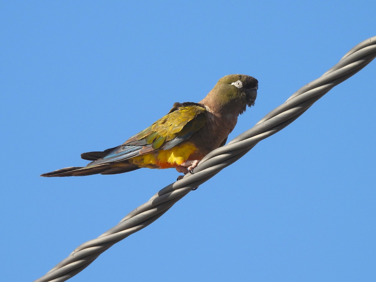 Patagonya Papağanı - ML617252322