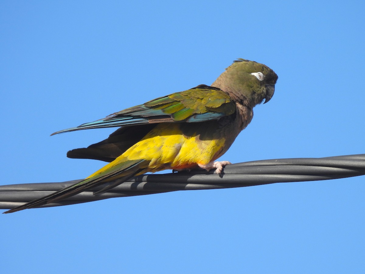 Patagonya Papağanı - ML617252324