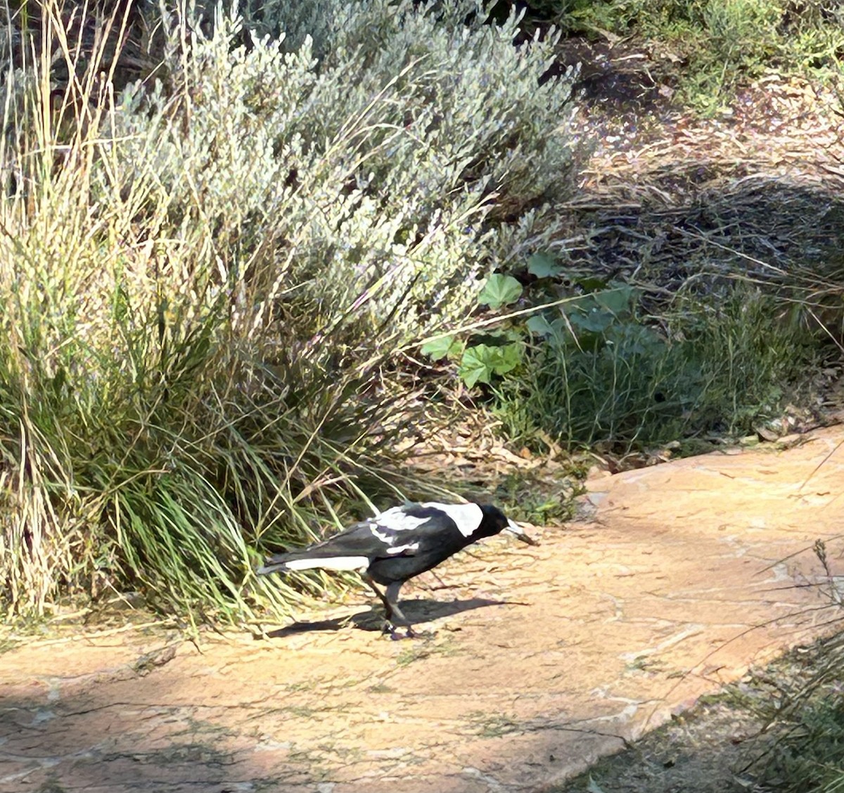 Australian Magpie (Black-backed x White-backed) - ML617252378