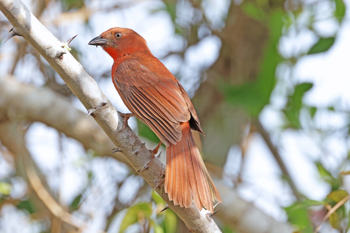 Red-throated Ant-Tanager - ML617252445