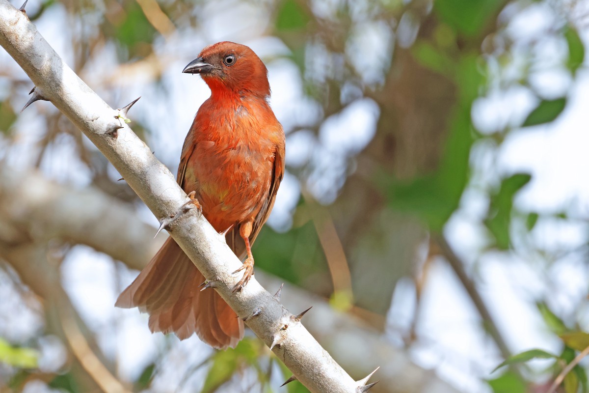 Red-throated Ant-Tanager - ML617252450