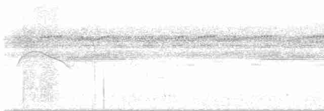 Weißschwanz-Nachtschwalbe - ML617252454