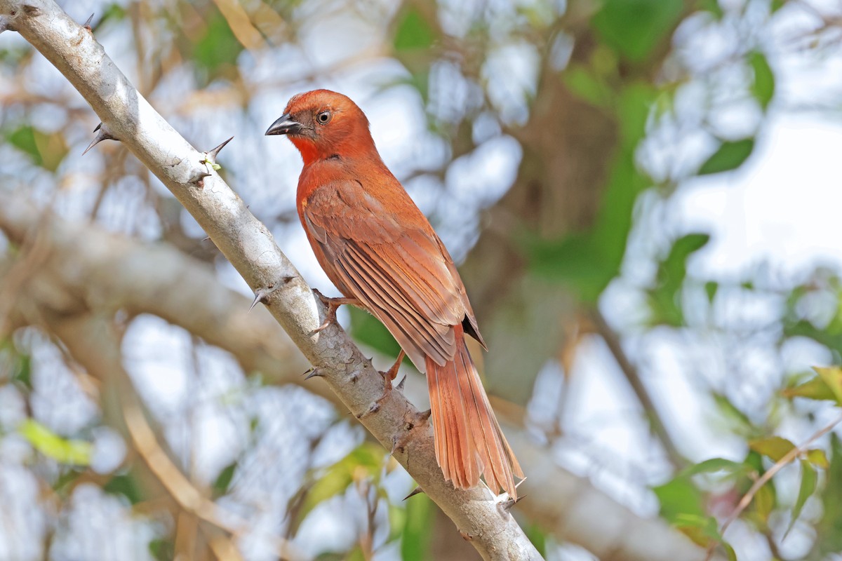 Red-throated Ant-Tanager - ML617252455