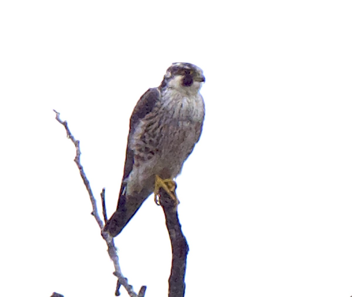 Peregrine Falcon (Tundra) - ML617252620