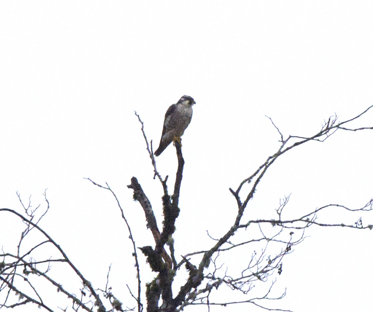 Peregrine Falcon (Tundra) - ML617252621