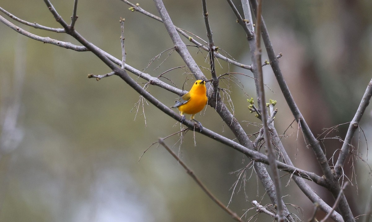 Prothonotary Warbler - Keith McMullen