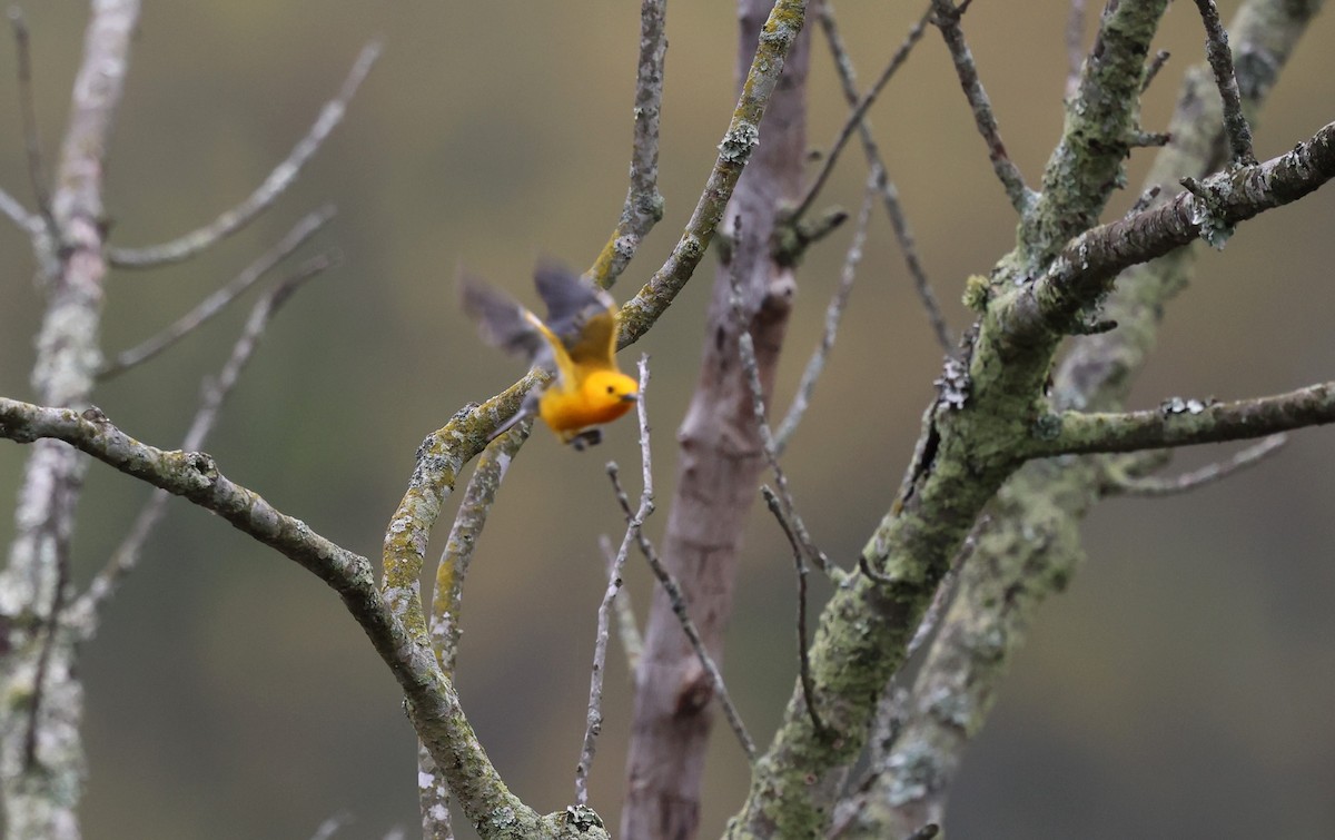 Prothonotary Warbler - Keith McMullen