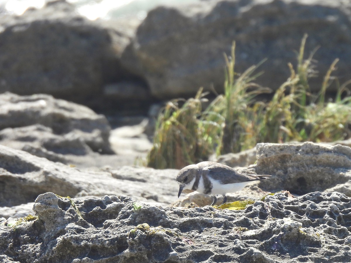 Two-banded Plover - ML617252783
