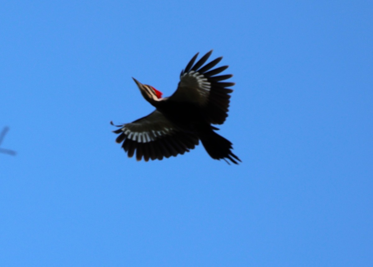 Pileated Woodpecker - ML617252842