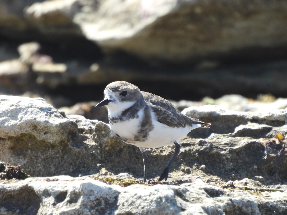 Two-banded Plover - ML617252847