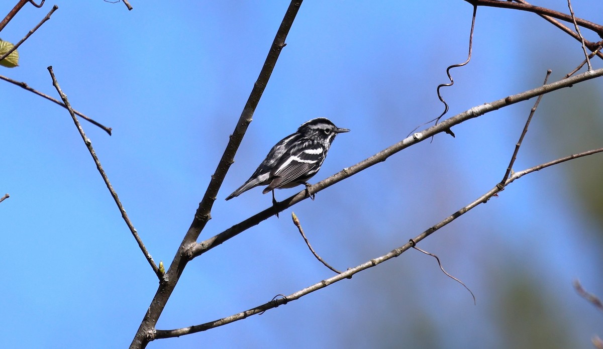 Black-and-white Warbler - ML617252902