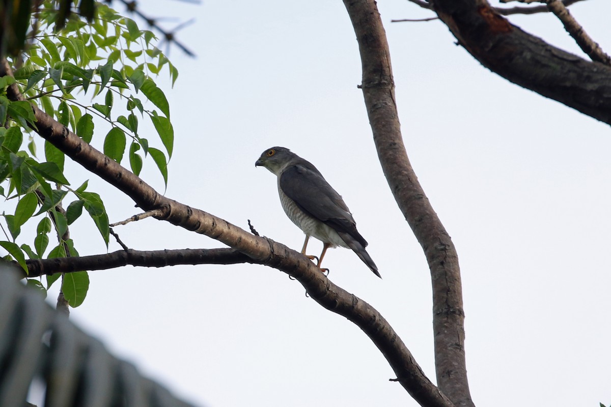Japanese Sparrowhawk - Dave Beeke