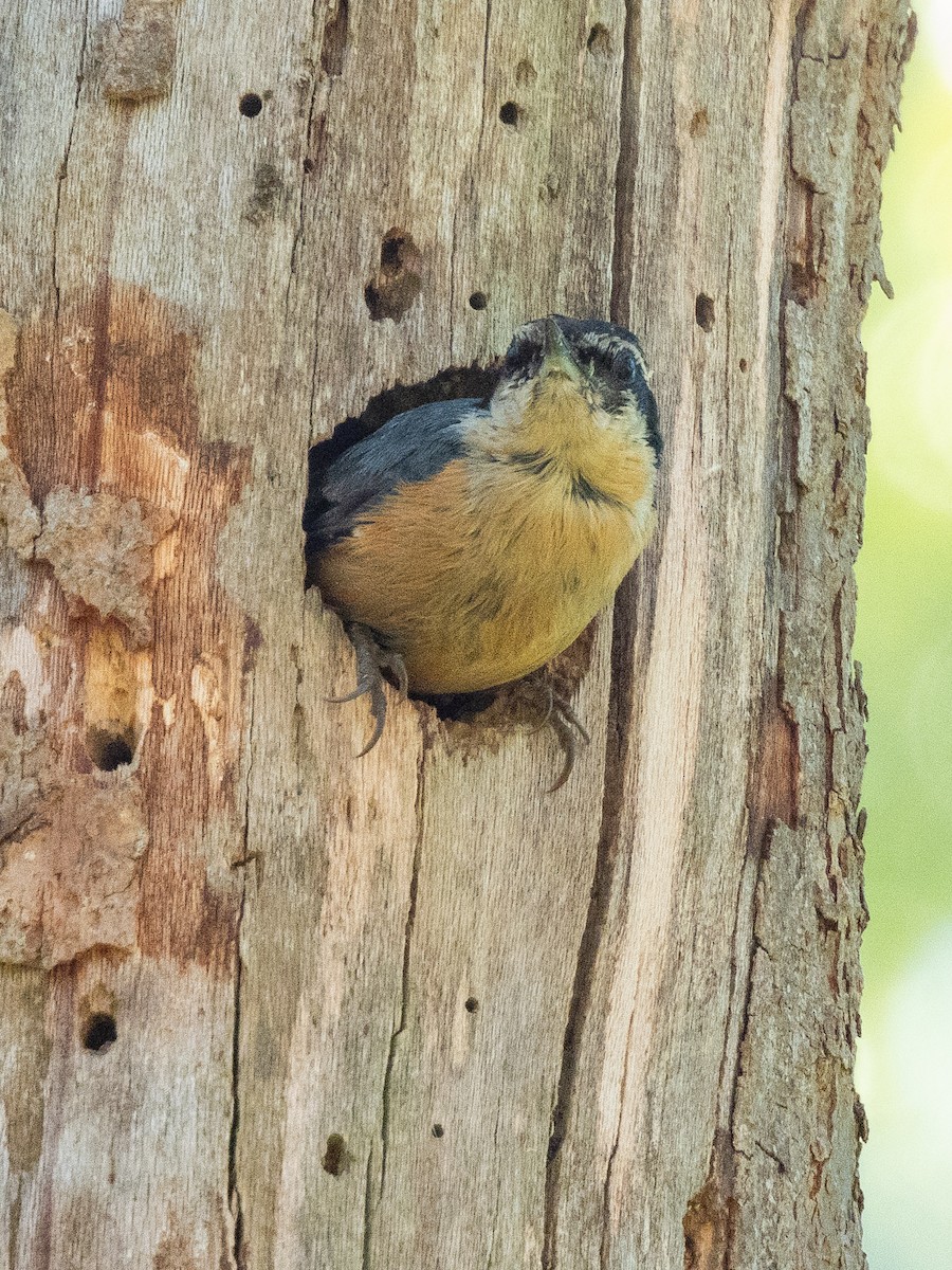 Red-breasted Nuthatch - ML617252932