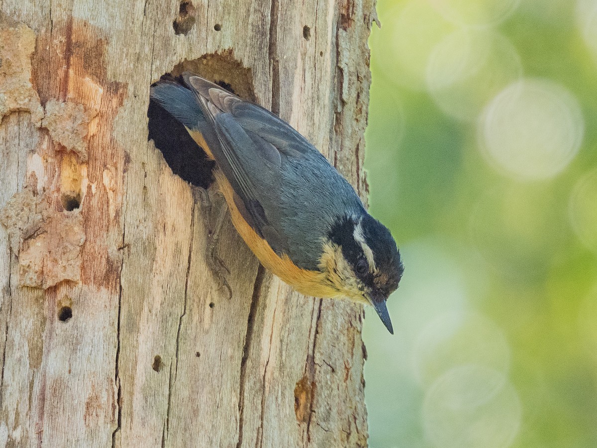 Red-breasted Nuthatch - ML617252933